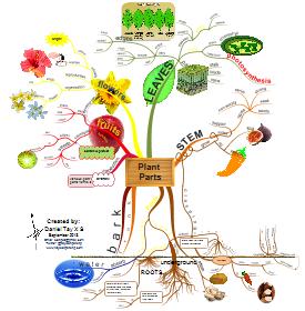 Plant _Parts_275