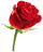 Image_Rose_48